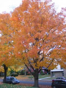 Beautiful Tree