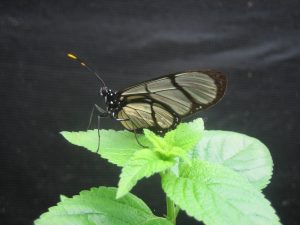 Butteryfly museum live exhibit