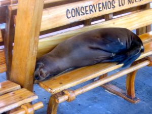 San Cristobal sea lion