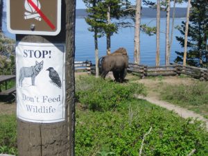 Don't Feed Wildlife