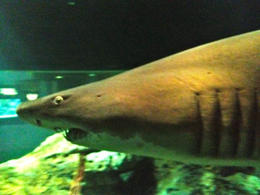 Shark at the National Aquarium