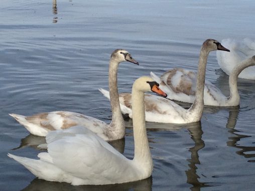 Swans